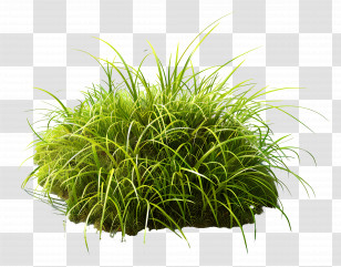 Grass Plant - Lush Green Grass Bush Transparent PNG