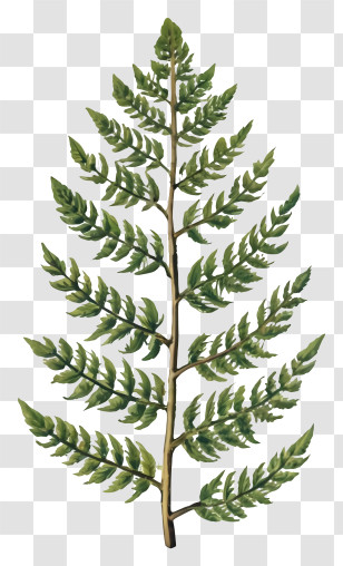 Fern Plant - Fern Leaf Botanical Illustration Transparent PNG