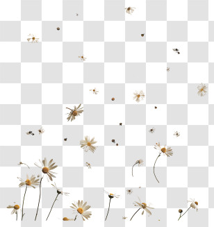 Flying Flowers - Falling Daisy Flowers For Organic Beauty Transparent PNG