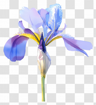 Iris Flower - Elegant Purple And Blue Iris Flower Illustration Transparent PNG