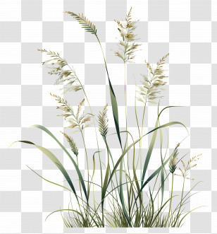 Karl Foerster Grass - Botanical Illustration Of Grass Plants Transparent PNG