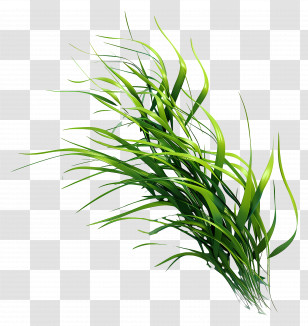 Grass Long - Bright Green Grass For Spring Gardens Transparent PNG
