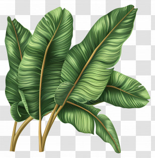 Banana Leaves - Tropical Green Banana Leaves Illustration Transparent PNG