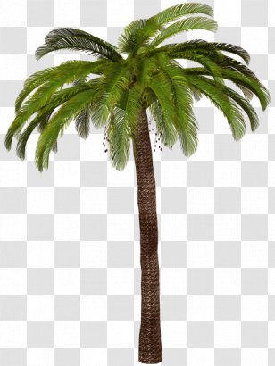 Arecaceae Tree Clip Art - Date Palm Transparent PNG
