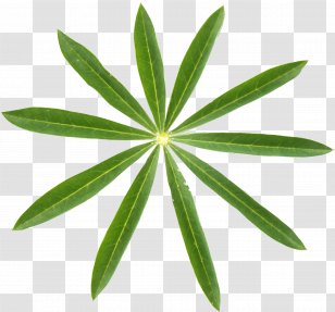 Sunlight Animation Clip Art - Gimp - Leaf Transparent PNG