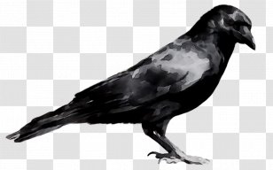 American Crow Common Raven Fauna Beak Feather - Bird Transparent PNG