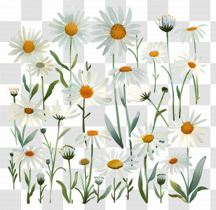 Daisy Flower - Illustration Of White Daisies With Yellow Centers Transparent PNG
