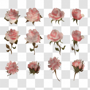 Garden Roses Transparent PNG