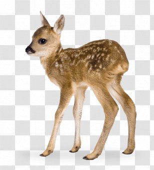 Coyote Safari Ltd Stock Photography Stock.xchng Deer - Istock - Fawn Silhouette Vector Transparent PNG