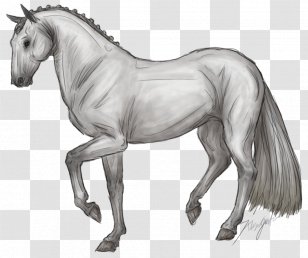 Mane Foal Stallion Mare Colt - Mustang Transparent PNG