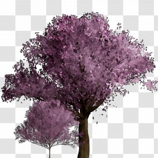 Cherry Blossom ST.AU.150 MIN.V.UNC.NR AD Purple Cherries Shrub - Plant Transparent PNG