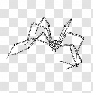 Spiders Cartoon - Cellar - Membranewinged Insect Arthropod Transparent PNG