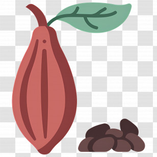 Cocoa Bean - Cocoa Pod And Beans Illustration Transparent PNG