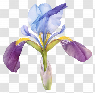 Algerian Iris - Illustration Of A Purple Iris Flower Transparent PNG