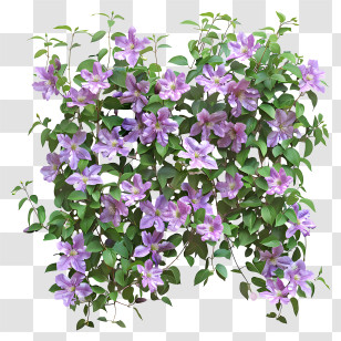 Clematis - Blooming Purple Flowers And Green Foliage Transparent PNG