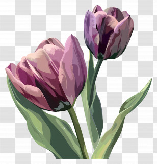 Tulips - Purple Tulips With Green Leaves Transparent PNG