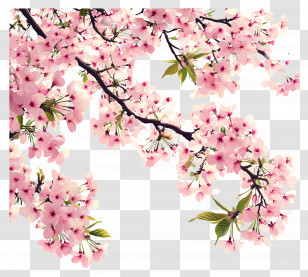 Flowering Cherry Tree - Cherry Blossom Branch With Pink Flowers Transparent PNG