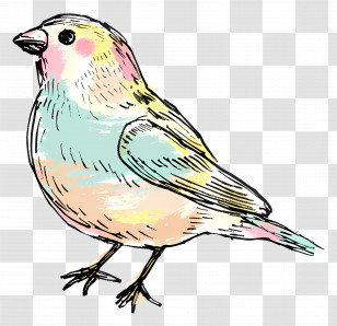Colorful Bird - Colorful Bird Sketch Illustration Transparent PNG