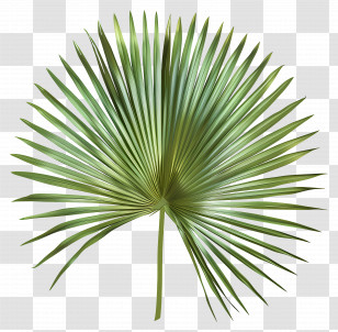 Palm Leaf - Green Palm Leaf Botanical Illustration Transparent PNG