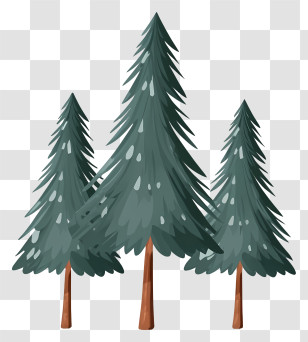 Evergreen Trees - Evergreen Pine Trees Illustration Transparent PNG