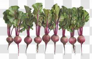 Beetroot - Fresh Beetroot With Green Leaves Transparent PNG