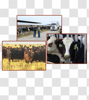 Dairy Cattle Pasture Products Transparent PNG