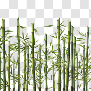 Bamboo - Bamboo Forest Graphic Design Transparent PNG