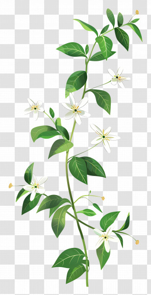 Flowering Plant - Flowering Plant With White Blossoms Transparent PNG