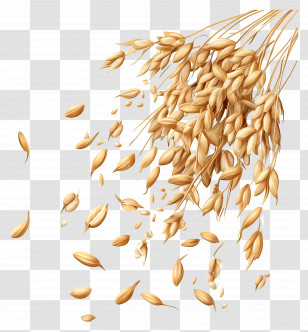 Oats - Falling Grains Illustration Transparent PNG