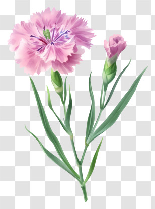 Elegant Dianthus Flower Icon - Beautiful Pink Carnation Flower Illustration Transparent PNG