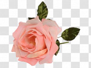 Flower Garden Roses Wreath BoutonniÃ¨re - Ansichtkaart Transparent PNG