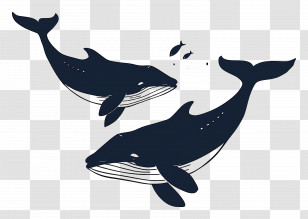 Cute Whale - Humpback Whales Illustration In Minimalist Style Transparent PNG
