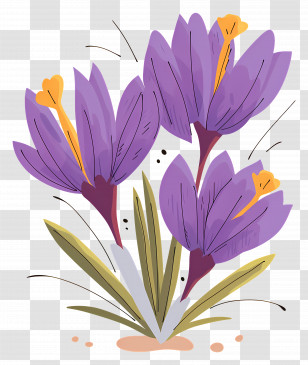 Saffron Crocus - Purple Saffron Crocus Flowers Illustration Transparent PNG