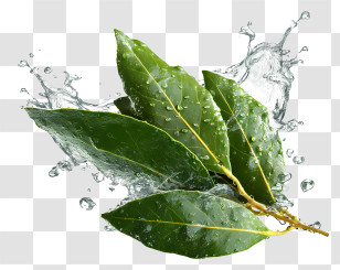 Bay Leaf - Fresh Bay Leaves With Water Splash Transparent PNG