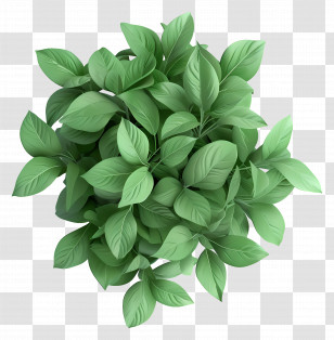 Plant Top View - Green Leaves In Nature Transparent PNG