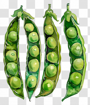 Peas - Green Pea Pods In Artistic Watercolor Transparent PNG