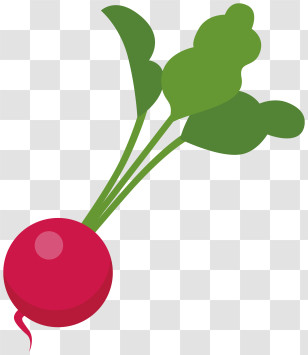 I Apologize - Radish With Leaves In Fresh Art Style Transparent PNG