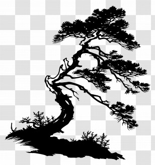 Pine Tree Silhouette - Artistic Tree Silhouette Design Transparent PNG
