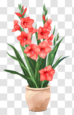 Gladiolus - Vibrant Potted Gladiolus Plant Transparent PNG