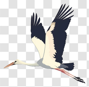 White Stork - Graceful Flying Stork Illustration Transparent PNG