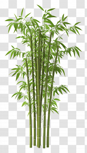 3d Bamboo - Green Bamboo Plant Illustration Transparent PNG