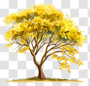 Acacia Tree - Beautiful Yellow Blooming Tree In Nature Transparent PNG
