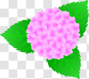Icon - Illustration Of Pink Blooming Hydrangea With Green Leaves Transparent PNG