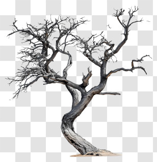 Dead Tree - Withered Dead Tree Transparent PNG