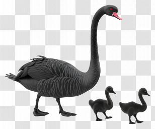 Swan - Black Swan Family With Cygnet Illustration Transparent PNG