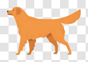 Icon - Golden Retriever Dog Illustration Transparent PNG