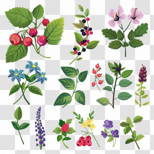 Herbs And Berries - Various Plant And Flower Illustrations Transparent PNG