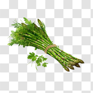 Asparagus - Fresh Green Asparagus Bundle Illustration Transparent PNG