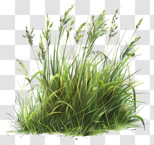 Grass Field - Lush Green Grass Illustration Transparent PNG