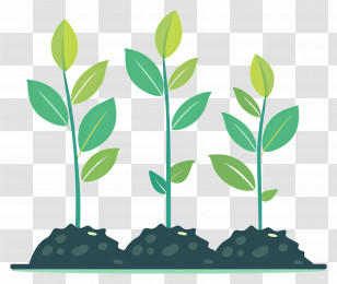 Growth - Fresh Green Seedlings In Soil Illustration Transparent PNG